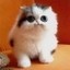 Attendee