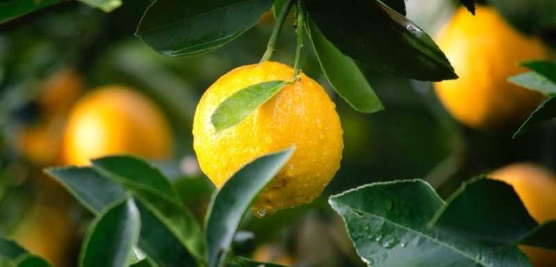 Normal 1570700104 Citrus Close Up Crop 129574 1014x487