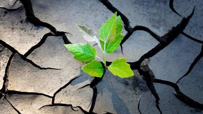 Normal 1597020832 Hope Plant E1596473470164