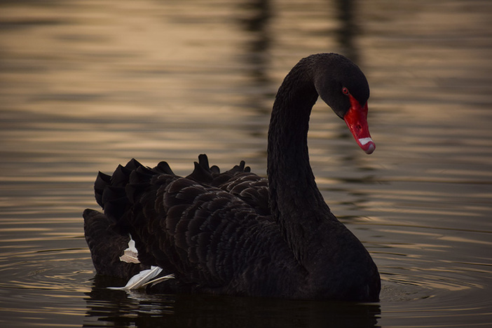 Caught Off-Guard by COVID-19? Prepare Yourself for the Next Black Swan—Here’s How Black swan swimming