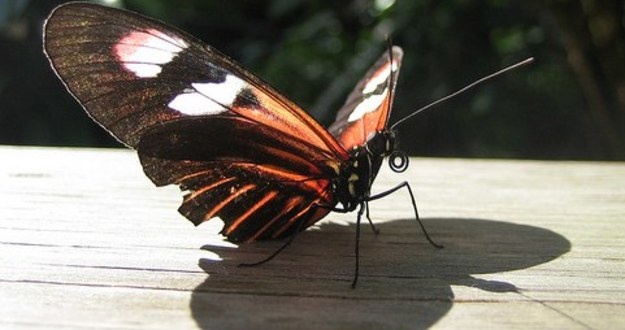 Changing the Real Estate Investing Industry One Person at a Time butterfly effect changing real estate investing business