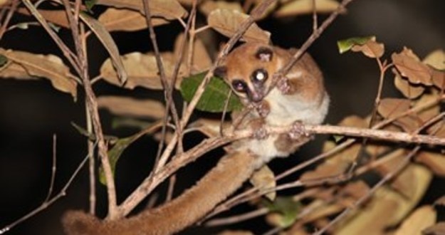 The Nearly Extinct Distressed Home Seller with Equity furry-eared dwarf lemur