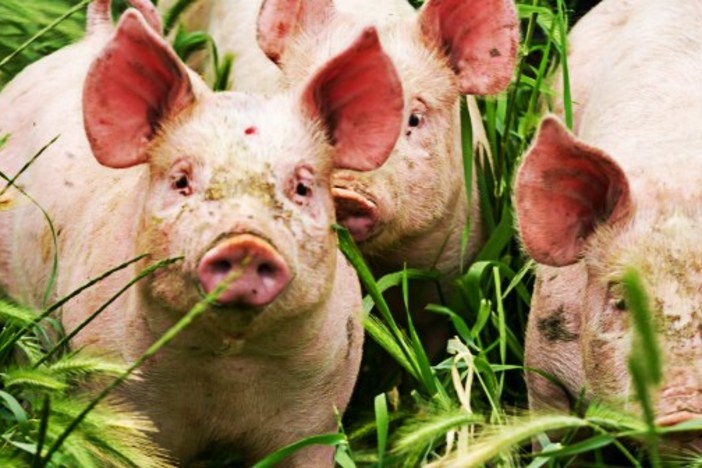 What the Classic “3 Little Pigs” Fable Can Teach Us About Building a Business three-little-pigs